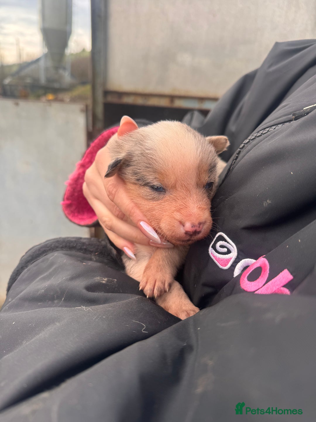 Border Collie dogs for sale: Blue merle collies - Advert 2
