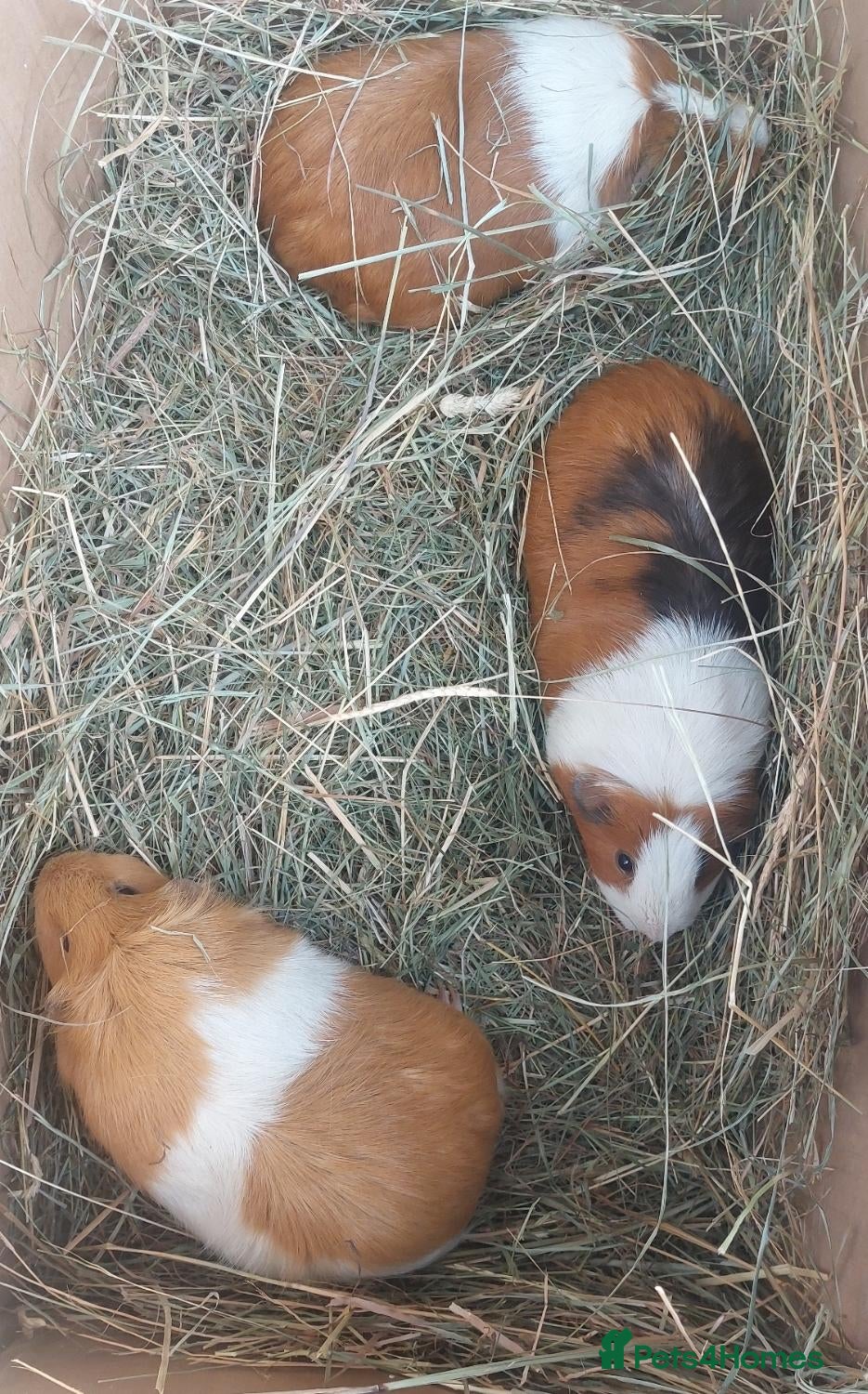 Guinea Pig rodents IRIS, OPAL & EDNA female guineapigs  - Advert 2