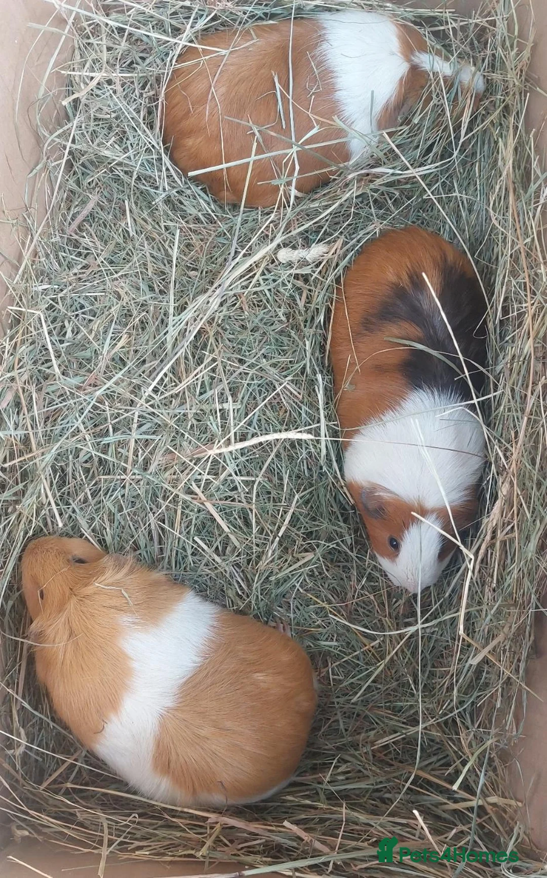 Guinea Pig rodents for sale: IRIS, OPAL & EDNA female guineapigs  - Advert 1