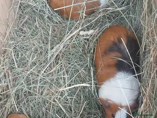 Guinea Pig rodents IRIS, OPAL & EDNA female guineapigs - Advert 1