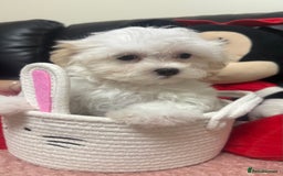 Maltese dogs for sale: Maltese puppy’s  - Image 5