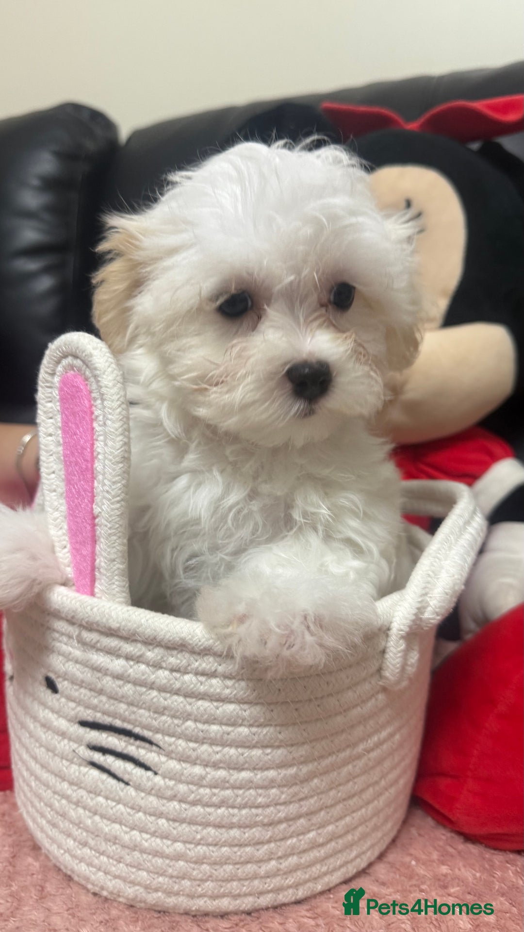 Maltese dogs for sale: Maltese puppy’s  - Image 5