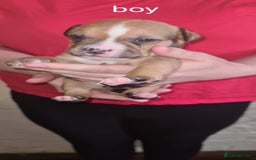 Staffordshire Bull Terrier dogs for sale: Beautiful staffy pups - Image 15