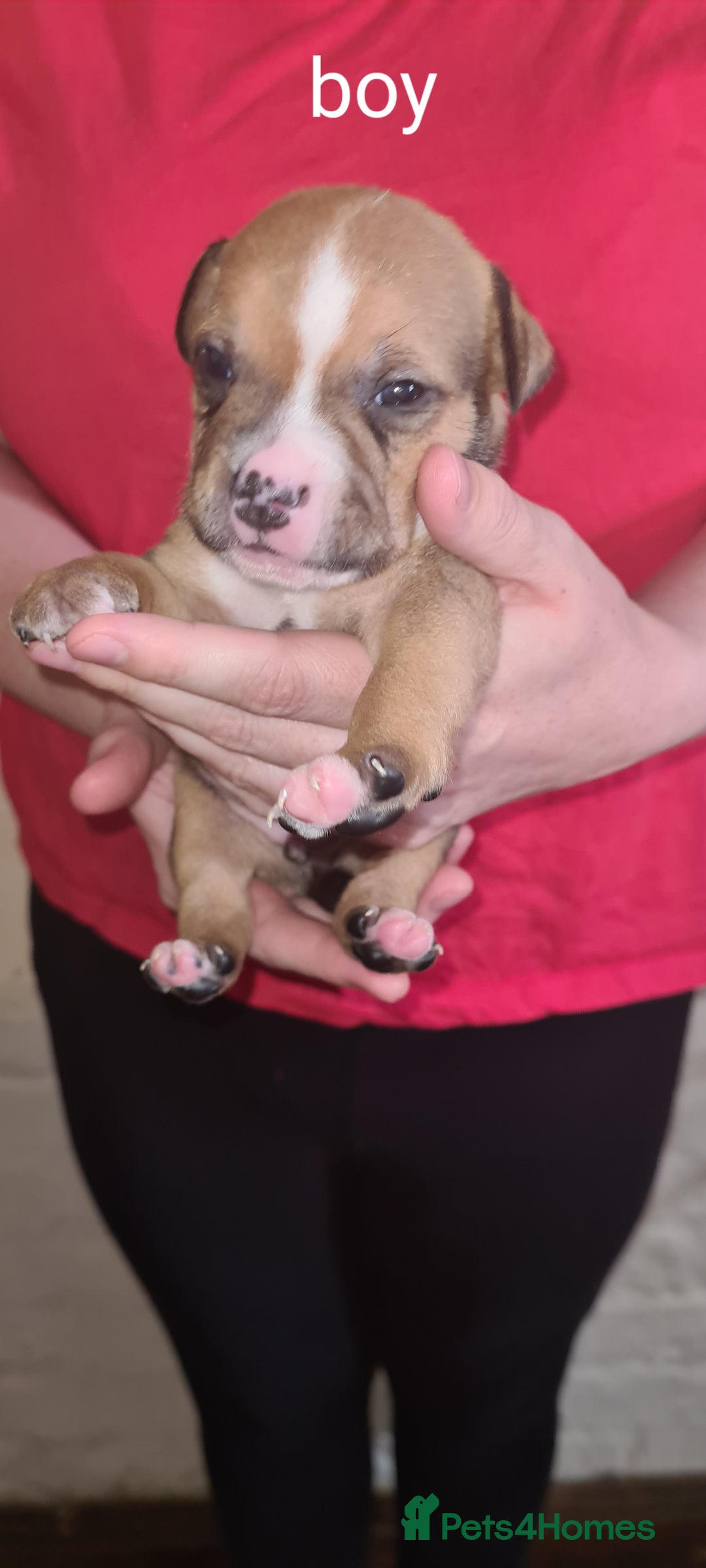 Staffordshire Bull Terrier dogs for sale: Beautiful staffy pups - Image 15