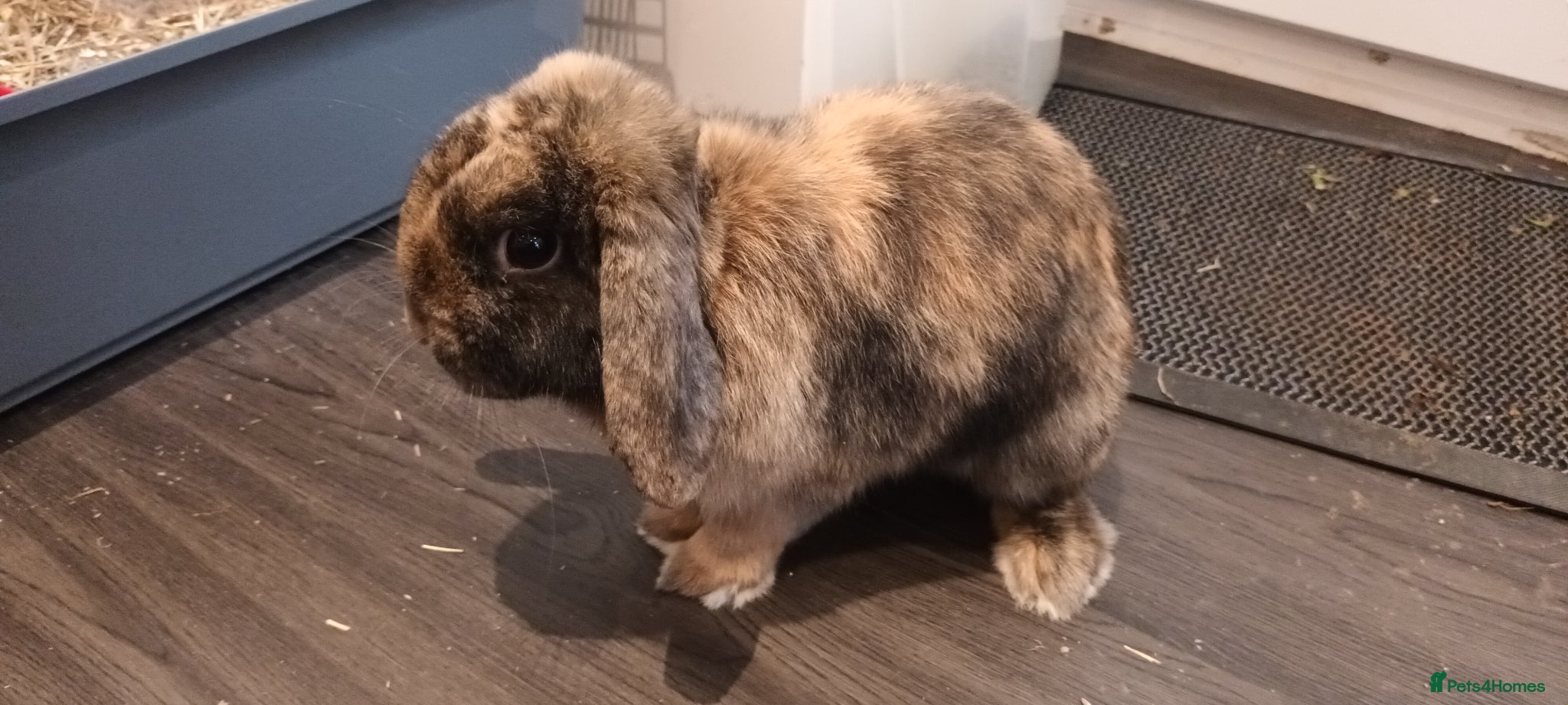 Mini Lop rabbits Affectionate beautiful  Mini Lop rabbit - Advert 17