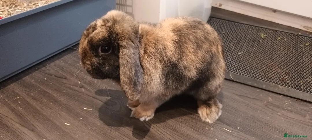 Mini Lop rabbits for sale: Affectionate beautiful  Mini Lop rabbit in Nantwich - Advert 1