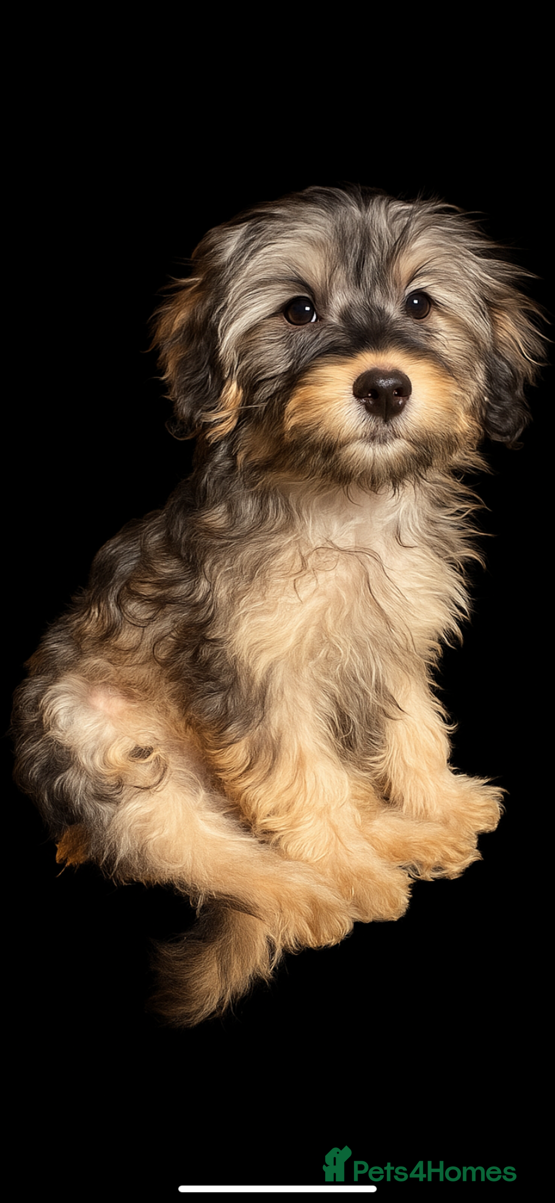 Cockapoo dogs for sale: Tri Colour Cockapoo - Image 2