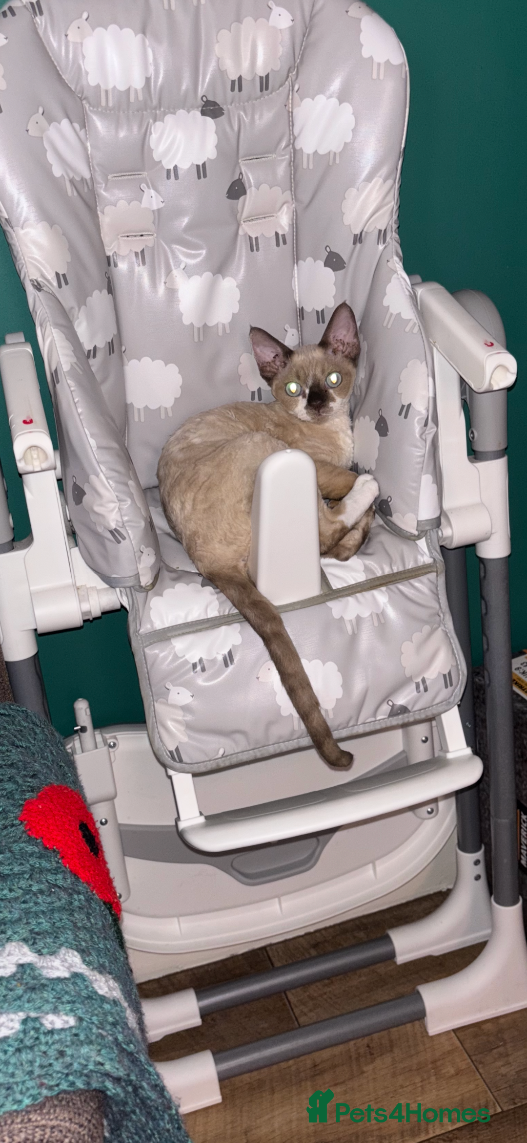 Devon Rex cats for sale: Devon Rex Boy “Chino” - Advert 5