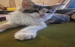 Maine Coon cats for sale: Adorable Maine Coon Kittens for Sale - Image 7