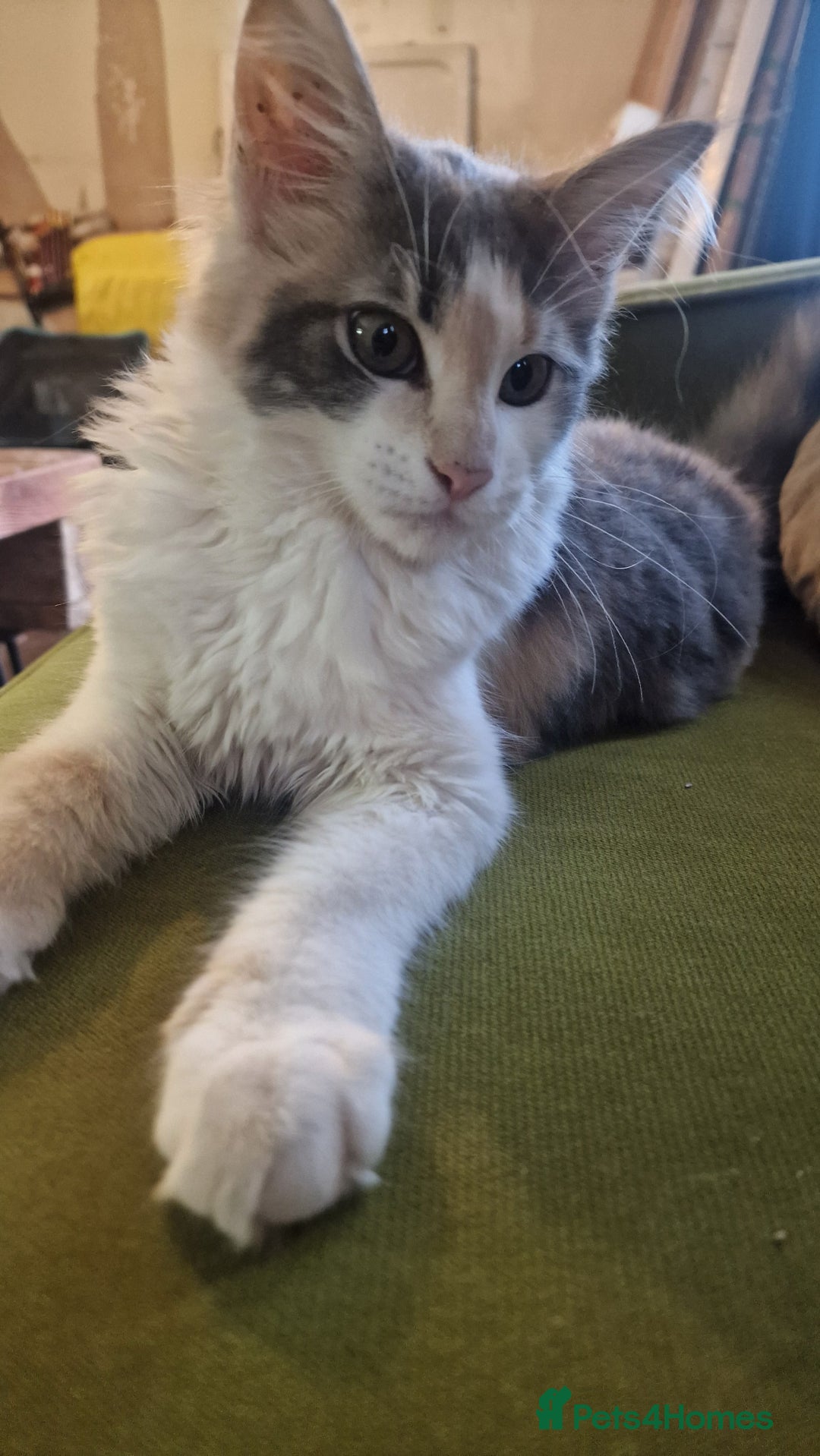 Maine Coon cats for sale: Adorable Maine Coon Kittens for Sale - Image 7