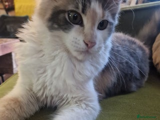 Maine Coon cats Adorable Maine Coon Kittens for Sale - Advert 10