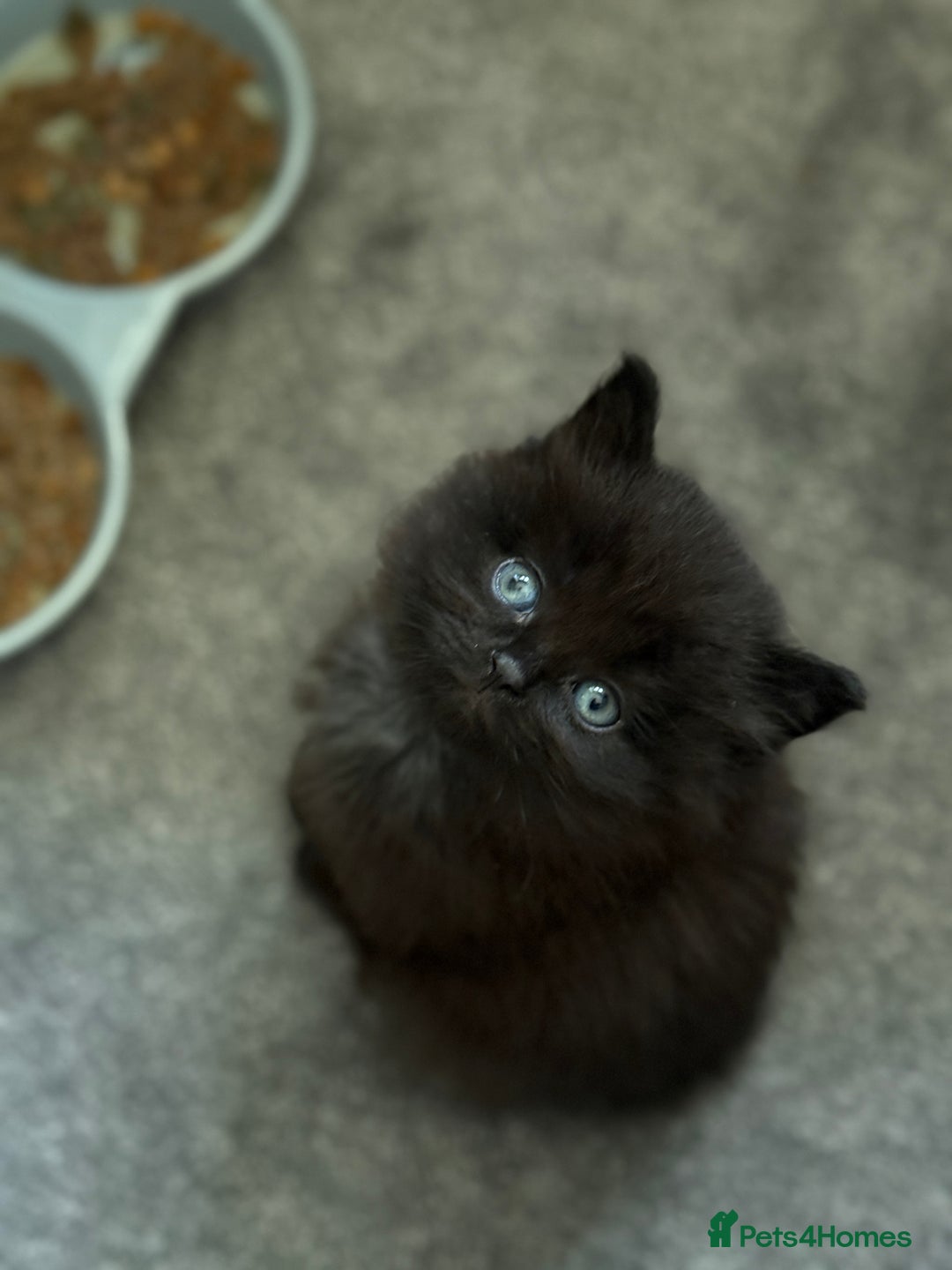 Maine Coon cats for sale: 13week-old fluffy black kitten/part Maine Coon - Image 11