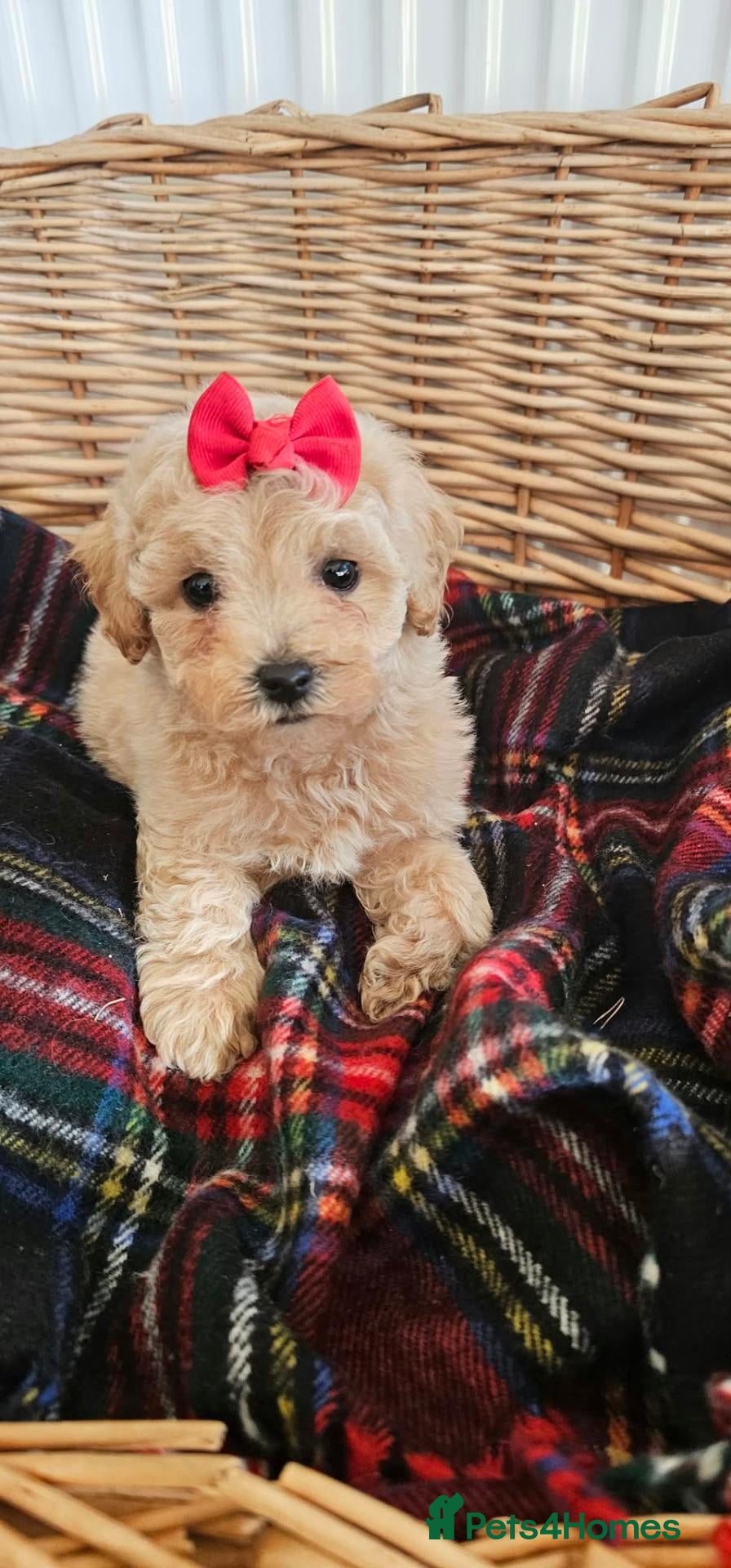 Cavapoo dogs for sale:  Puppies ready now for there new homes  - Advert 20