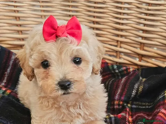 Cavapoo dogs for sale: Puppies ready now for there new homes - Advert 3