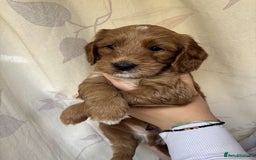 Mixed Breed dogs for sale: Bedlington terrier poodle mixed with a cockerpoo - Image 12
