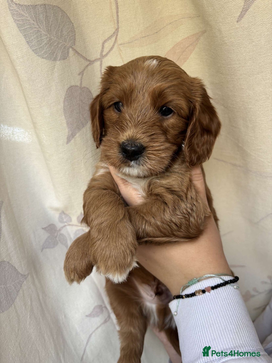 Mixed Breed dogs for sale: Bedlington terrier poodle mixed with a cockerpoo - Image 12