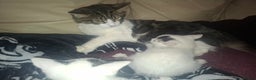 Mixed Breed cats for sale: Bengal x kitten boy - Advert 2