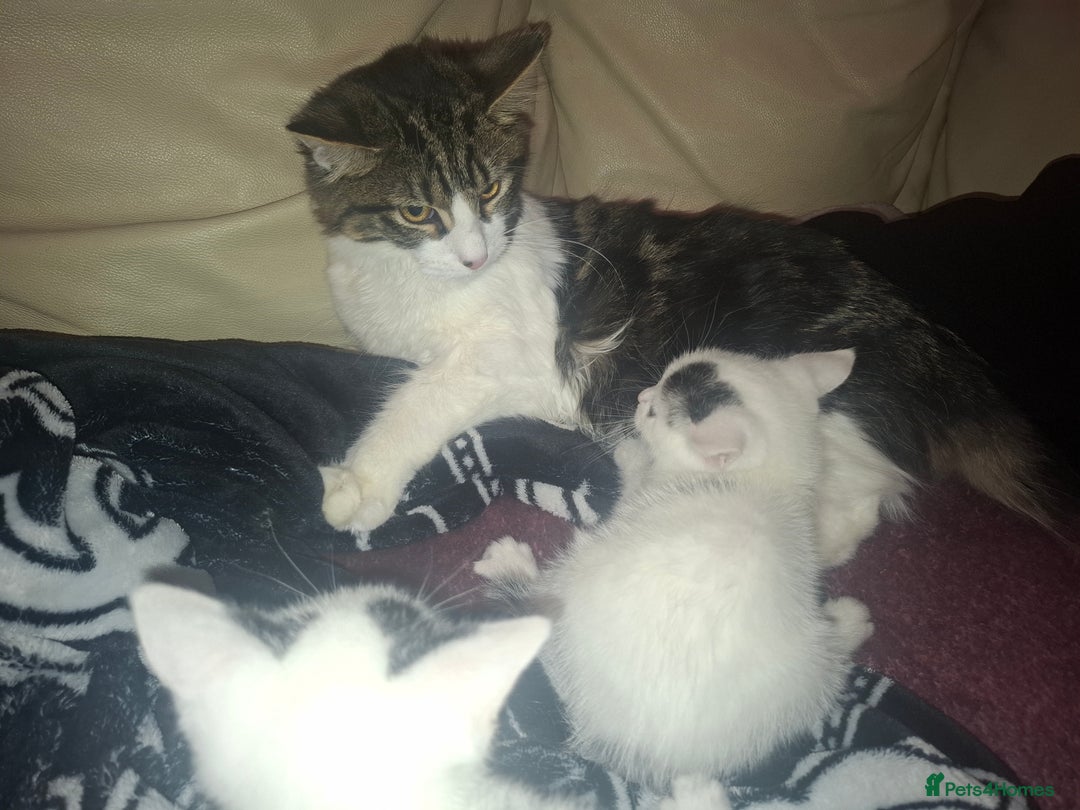 Mixed Breed cats for sale: Bengal x kitten boy - Advert 2