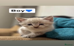 Mixed Breed cats for sale: Kittens for sale  - Advert 11