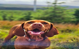 Hungarian Vizsla dogs for sale: 2 viz boys looking for loving homes - Image 16