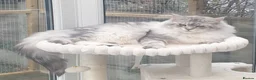 Maine Coon cats for sale: Tica registered Maine Coons  - Advert 26
