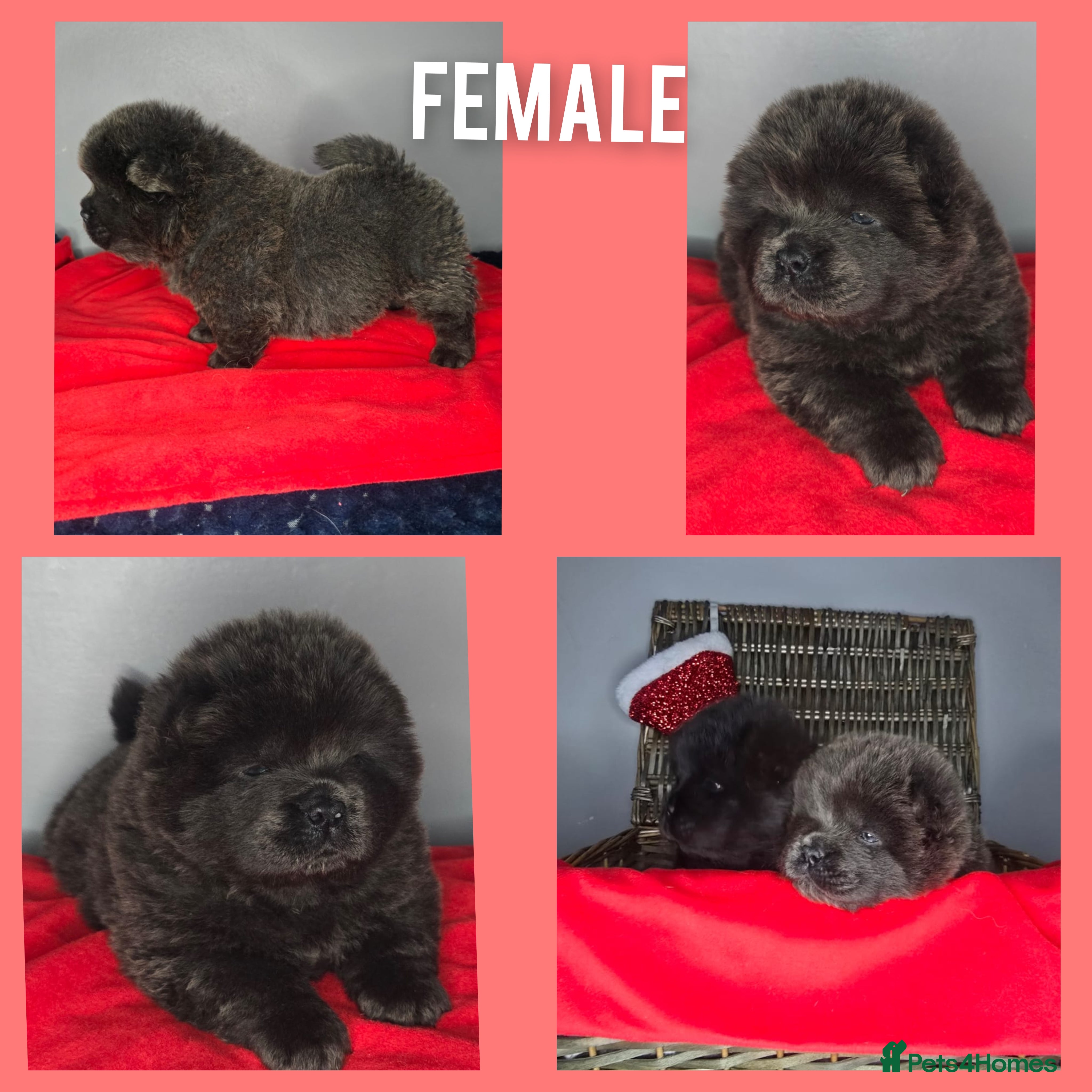 Chow Chow dogs CHOW CHOW pups 🐶 READY TO LEAVE NEXT WEEK ✨️ - Advert 7