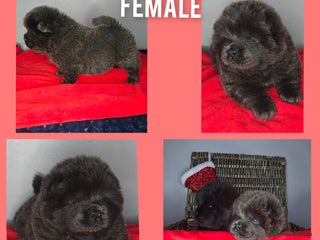 Chow Chow dogs CHOW CHOW pups 🐶 READY TO LEAVE NEXT WEEK ✨️ - Advert 4