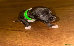 Mixed Breed dogs for sale: Stunning F1 Beddy Whippet Pups — Hearts Will Melt - Advert 26
