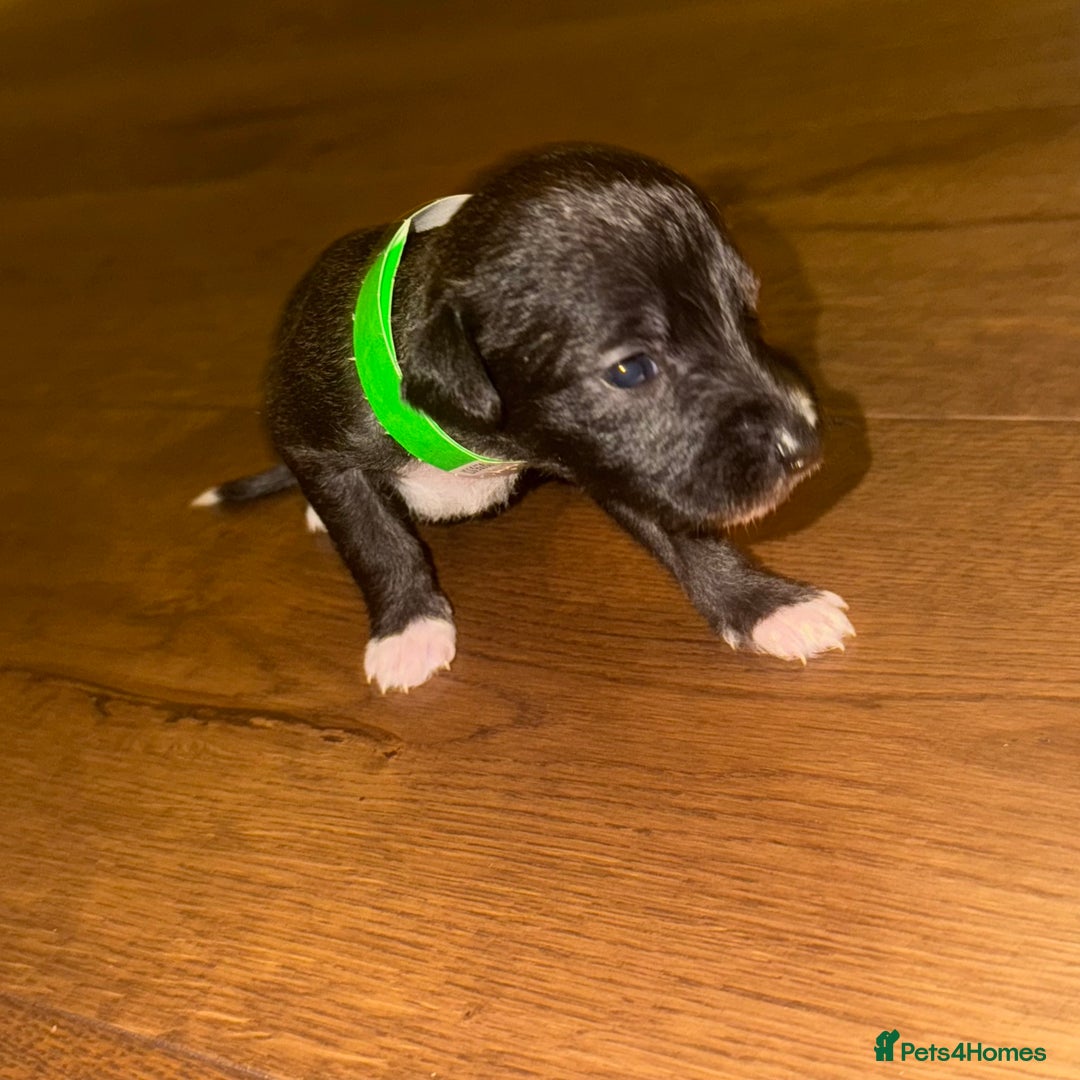 Mixed Breed dogs for sale: Stunning F1 Beddy Whippet Pups — Hearts Will Melt - Advert 26