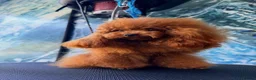Toy Poodle dogs for stud: TINY ASIAN TEDDY POODLE STUD - Advert 34