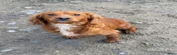 Cocker Spaniel dogs for sale: Male cocker spaniel boy  - Advert 2