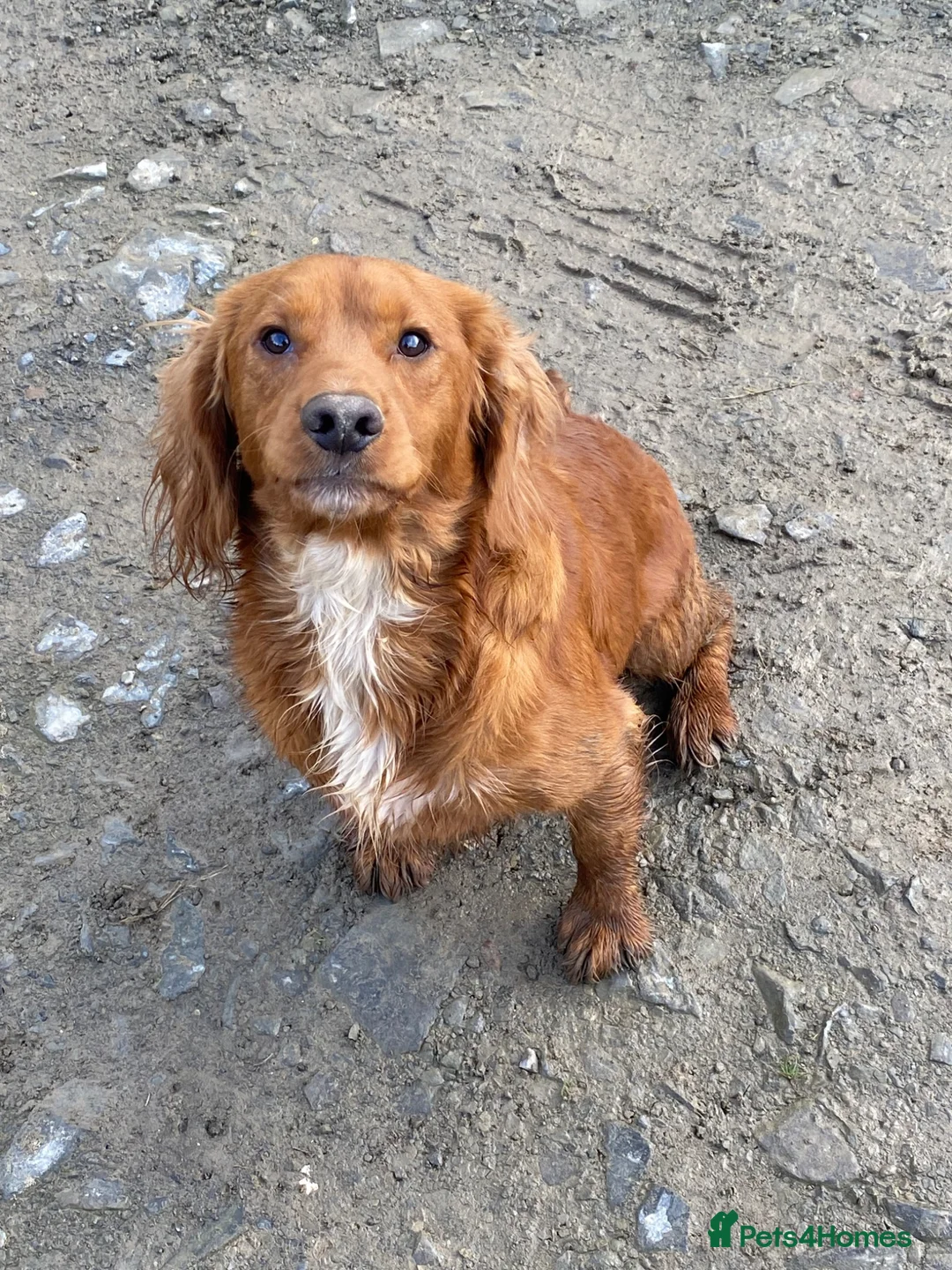 Cocker Spaniel dogs for sale: Male cocker spaniel boy  - Advert 2