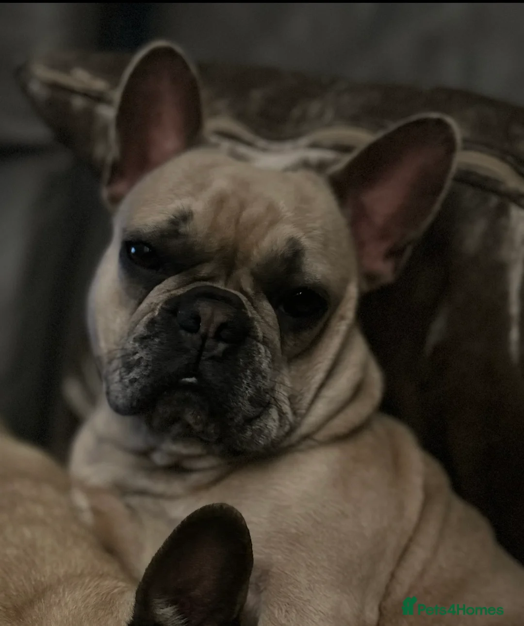 French Bulldog dogs for sale: Beautiful Female French Bulldog  in Sheffield - Advert 2