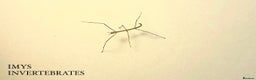Stick Insects invertebrates for sale: X2 GIANT VIETNAMESE STICK INSECTS HAPPY TO SHIP - Advert 3