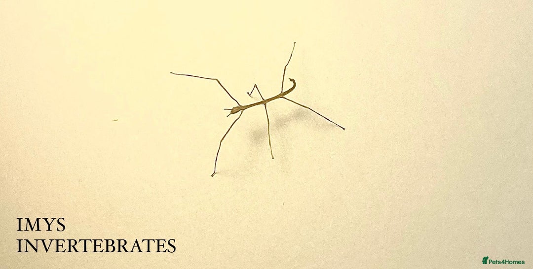 Stick Insects invertebrates for sale: X2 GIANT VIETNAMESE STICK INSECTS HAPPY TO SHIP - Advert 3