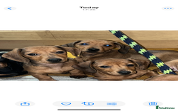 Miniature Dachshund dogs for sale: Beautiful miniature dachshund puppies  - Image 2