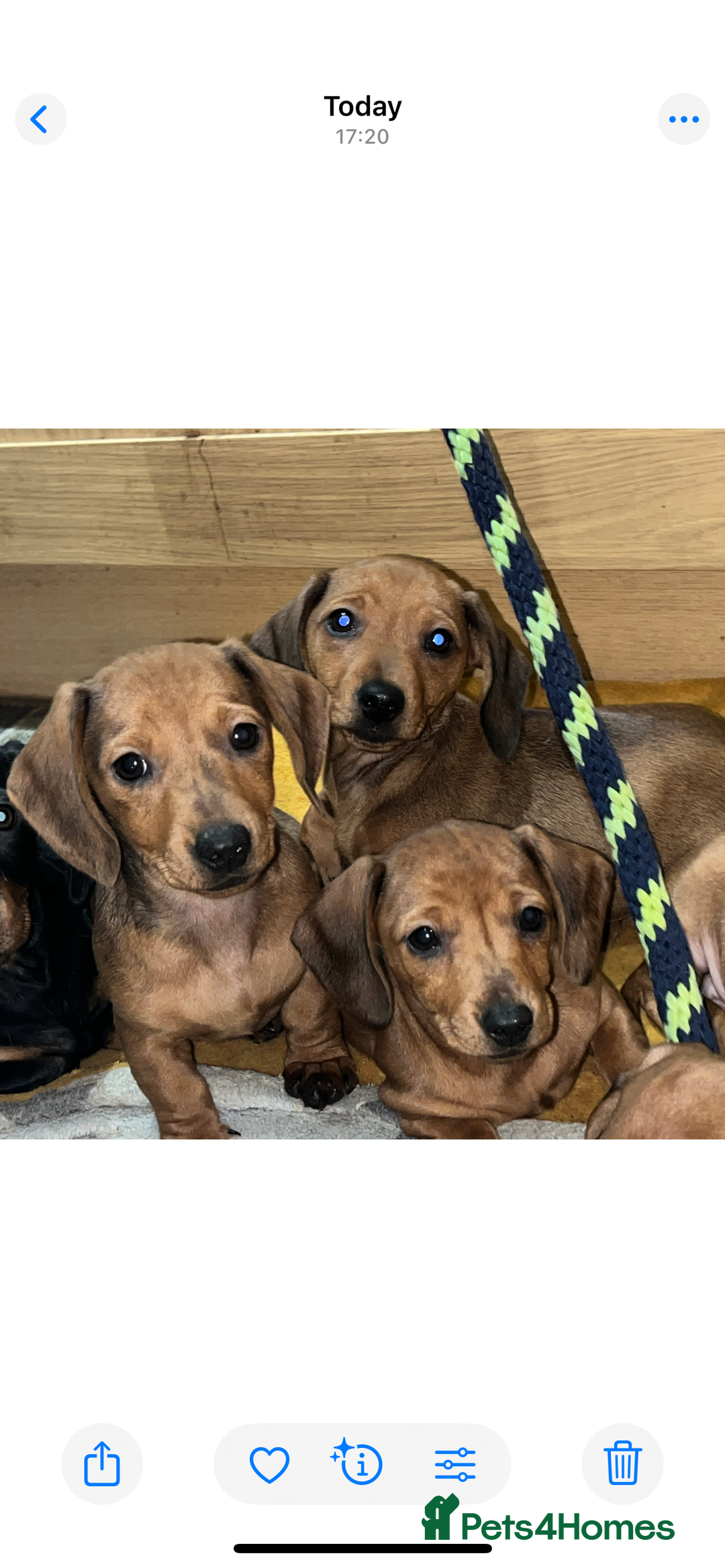 Miniature Dachshund dogs for sale: Beautiful miniature dachshund puppies  - Image 2