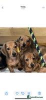 Miniature Dachshund dogs - Advert 11