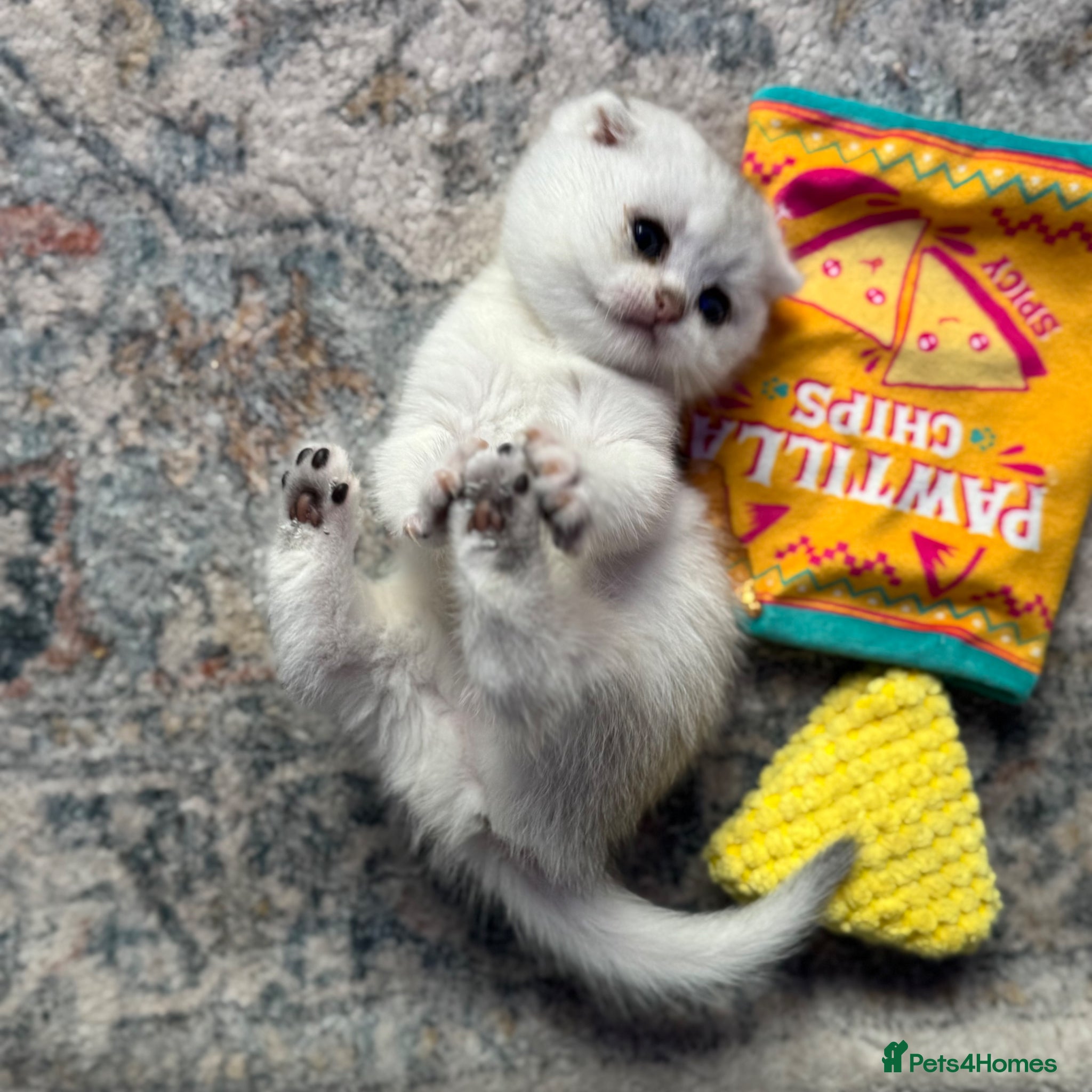 Scottish Fold cats Scottish Fold Kittens - available from 2nd May - Advert 6