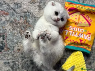 Scottish Fold cats Scottish Fold Kittens - available from 2nd May - Advert 6