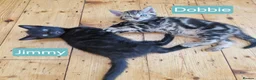 Mixed Breed cats for sale: Russian Blue & Bengal Cross kittens - Advert 9