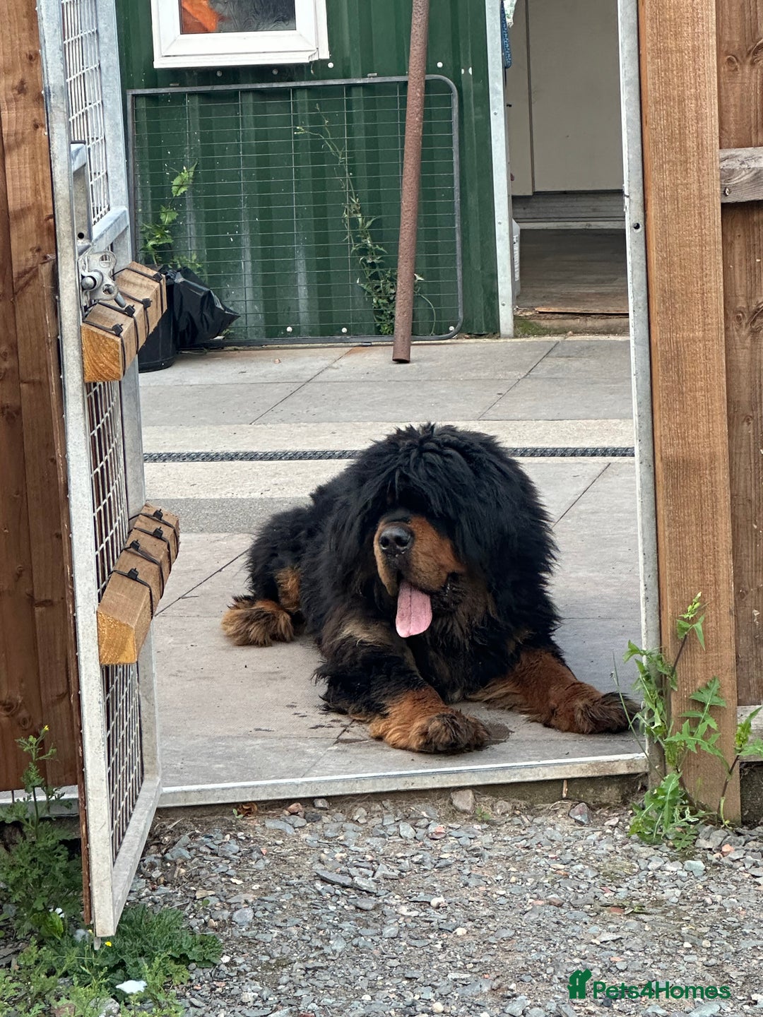 Tibetan Mastiff dogs for sale: Gorgeous Male Tibetan mastiff  in Ibstock - Image 9