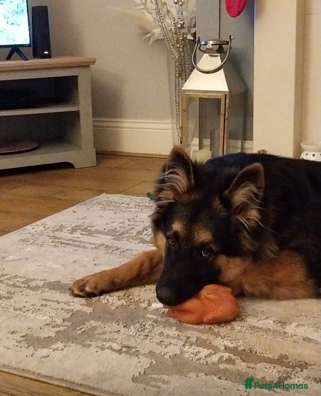 German Shepherd dogs for sale: Long haired German shepard - Advert 1