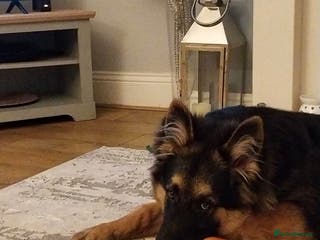 German Shepherd dogs Long haired German shepard - Advert 18