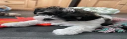 Shihpoo dogs for sale: Two Super Cute Shihpoo Pups For Sale  - Advert 6