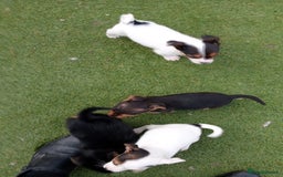 Mixed Breed dogs for sale: Chihuahua cross Norfolk terrier puppys - Advert 3