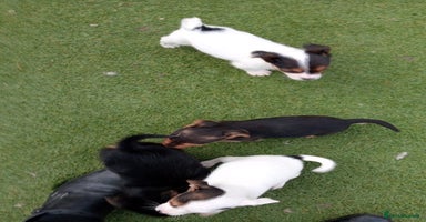 Mixed Breed dogs Chihuahua cross Norfolk terrier puppys - Advert 1