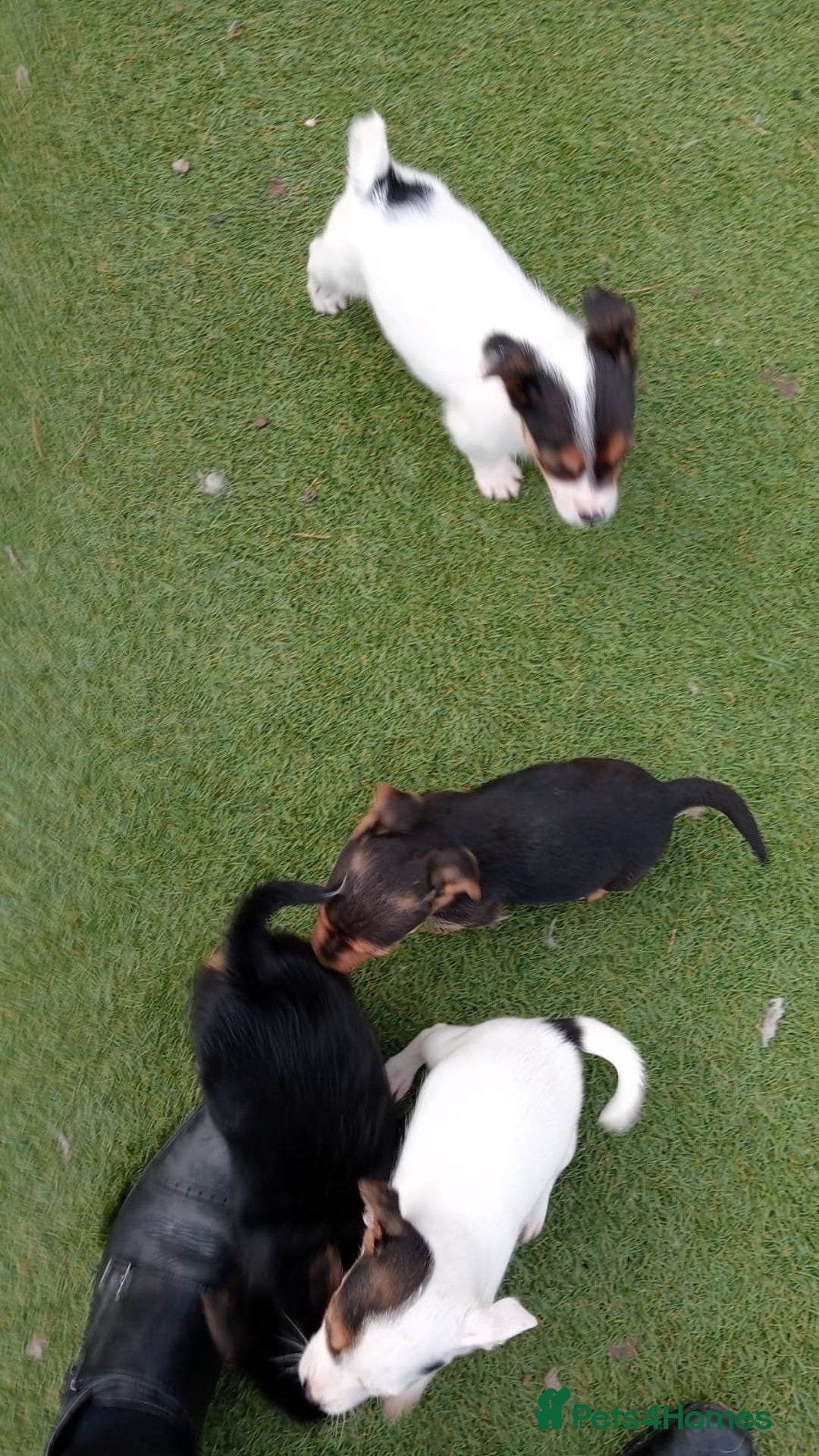 Mixed Breed dogs for sale: Chihuahua cross Norfolk terrier puppys - Advert 3