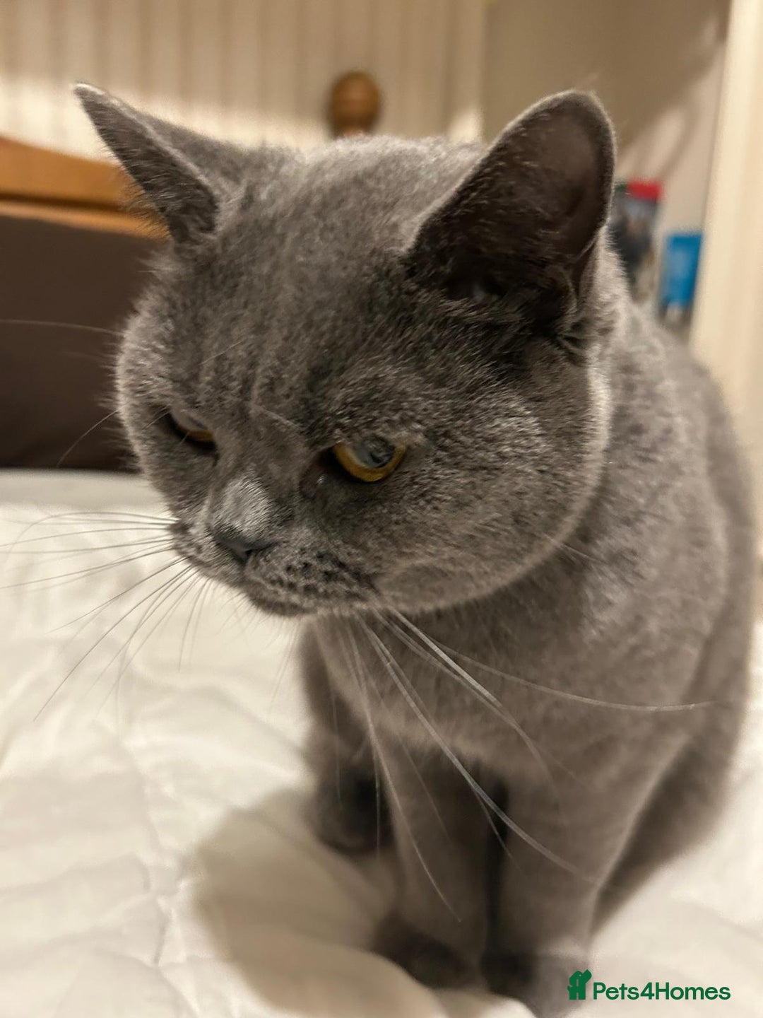 British Shorthair cats for sale: Beautiful British blue girl - Advert 4