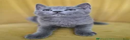 British Shorthair cats for sale: British shorthair kitten  - Advert 2